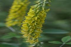 Crotalaria pallida